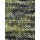 04 Forest Lichen